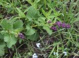 Salvia verticillata. Верхушка растения с бутонизирующими соцветиями. Республика Ингушетия, Джейрахский р-н, рядом с башней Дакхала, выс. ок. 1960 м н.у.м., широкий гребень отрога, луг. 18 июня 2022 г.