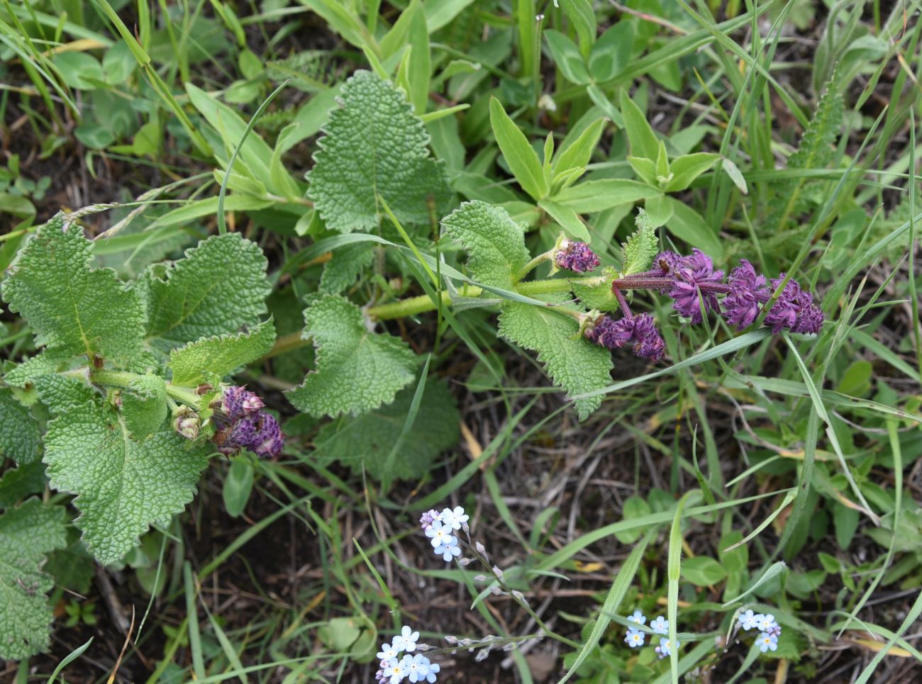 Изображение особи Salvia verticillata.