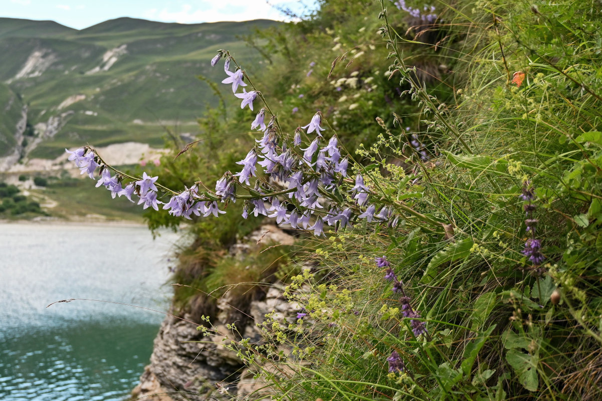 Image of Campanula sarmatica specimen.