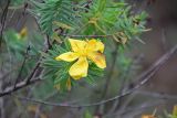 Hypericum mysurense. Цветок на побеге. Шри-Ланка, Центральная провинция, национальный парк \"Horton Plains\". 21.11.2011.