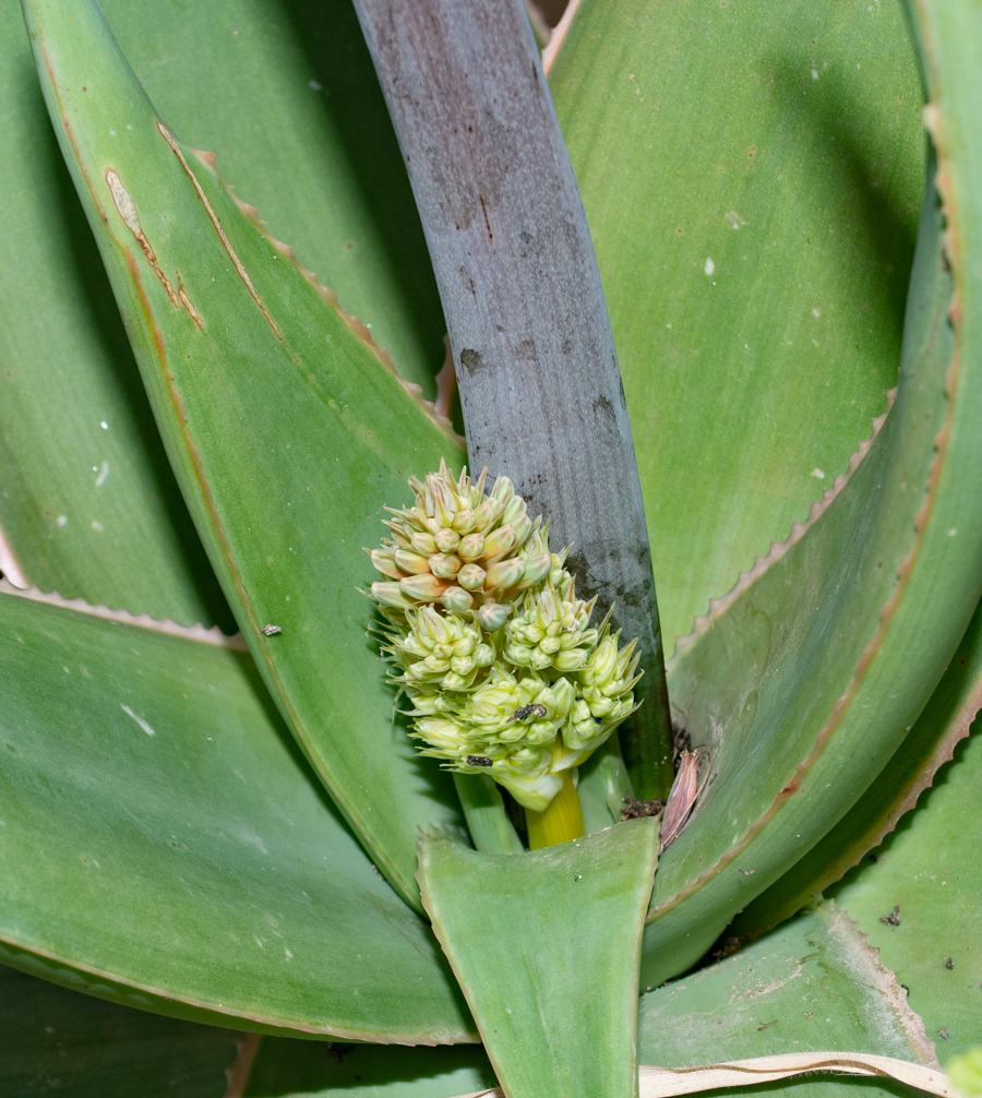 Image of Aloe striata specimen.