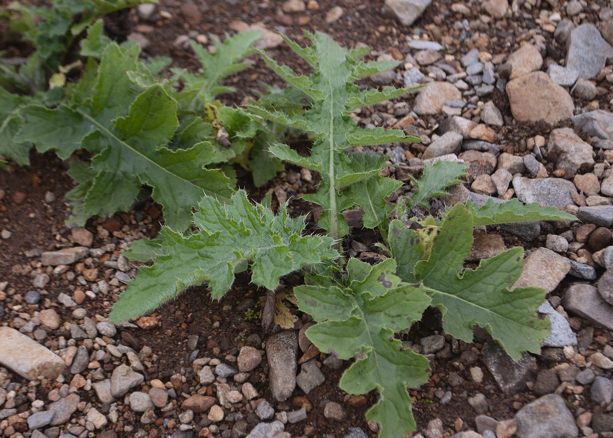 Изображение особи Cirsium kamtschaticum.