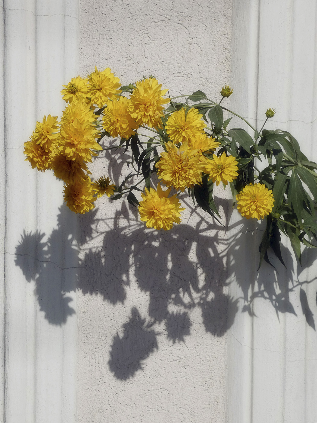 Изображение особи Rudbeckia laciniata var. hortensia.