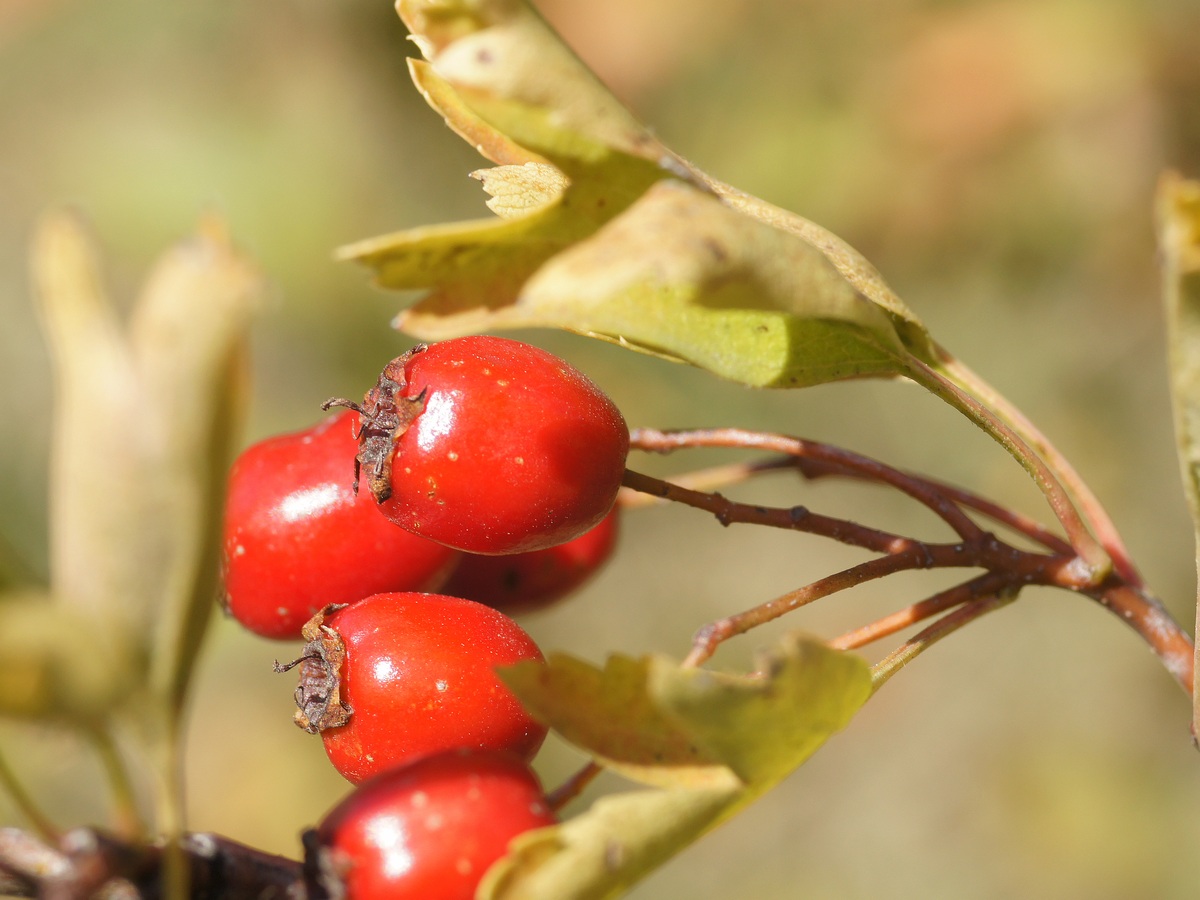 Изображение особи род Crataegus.