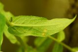 Inula aspera. Лист (абаксиальная поверхность). Республика Ингушетия, Джейрахский р-н, ур. Нижний Кяхк, луг. 21 июля 2022 г.