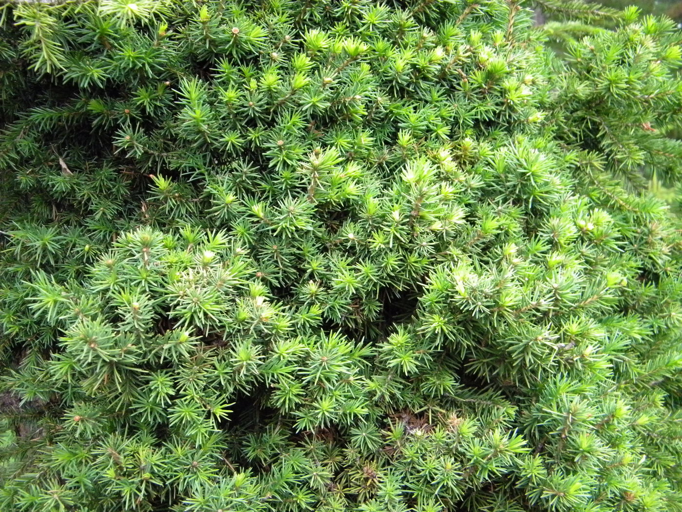 Image of Picea obovata specimen.