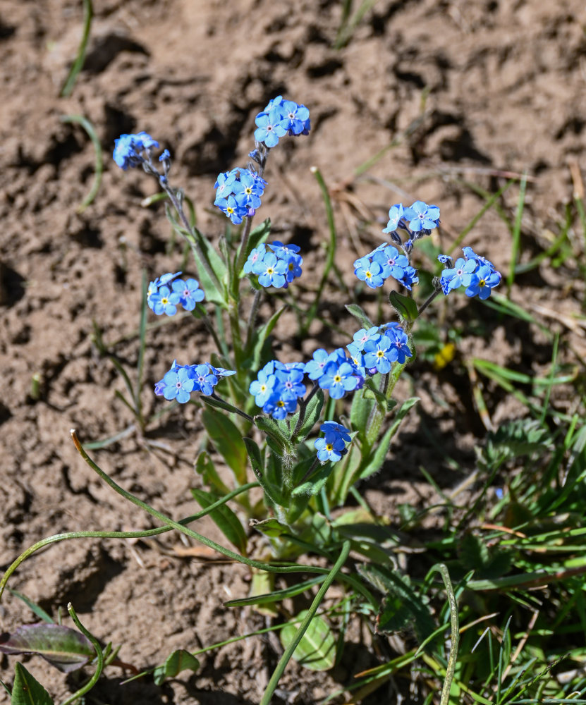 Изображение особи род Myosotis.