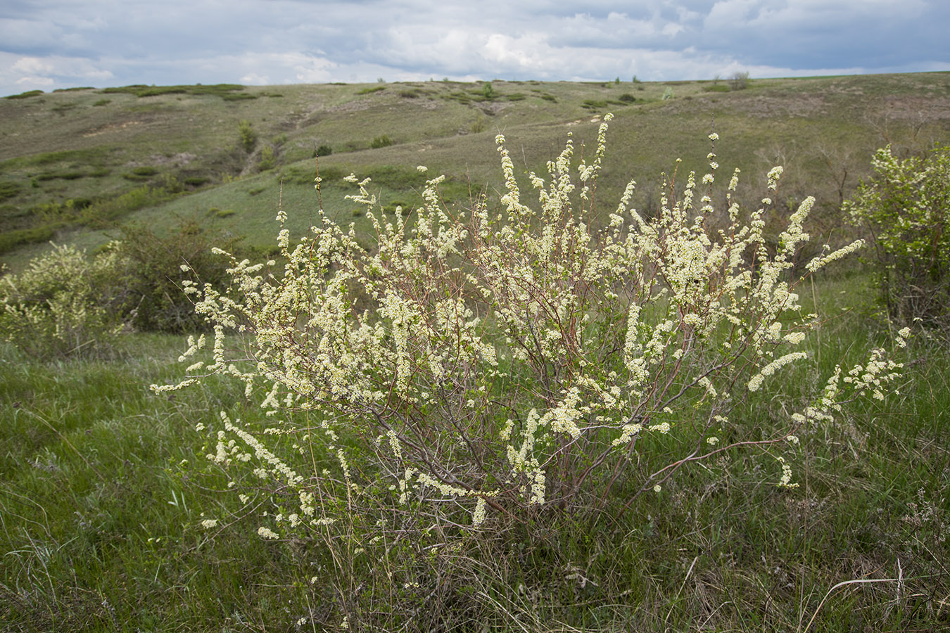 Изображение особи Spiraea hypericifolia.