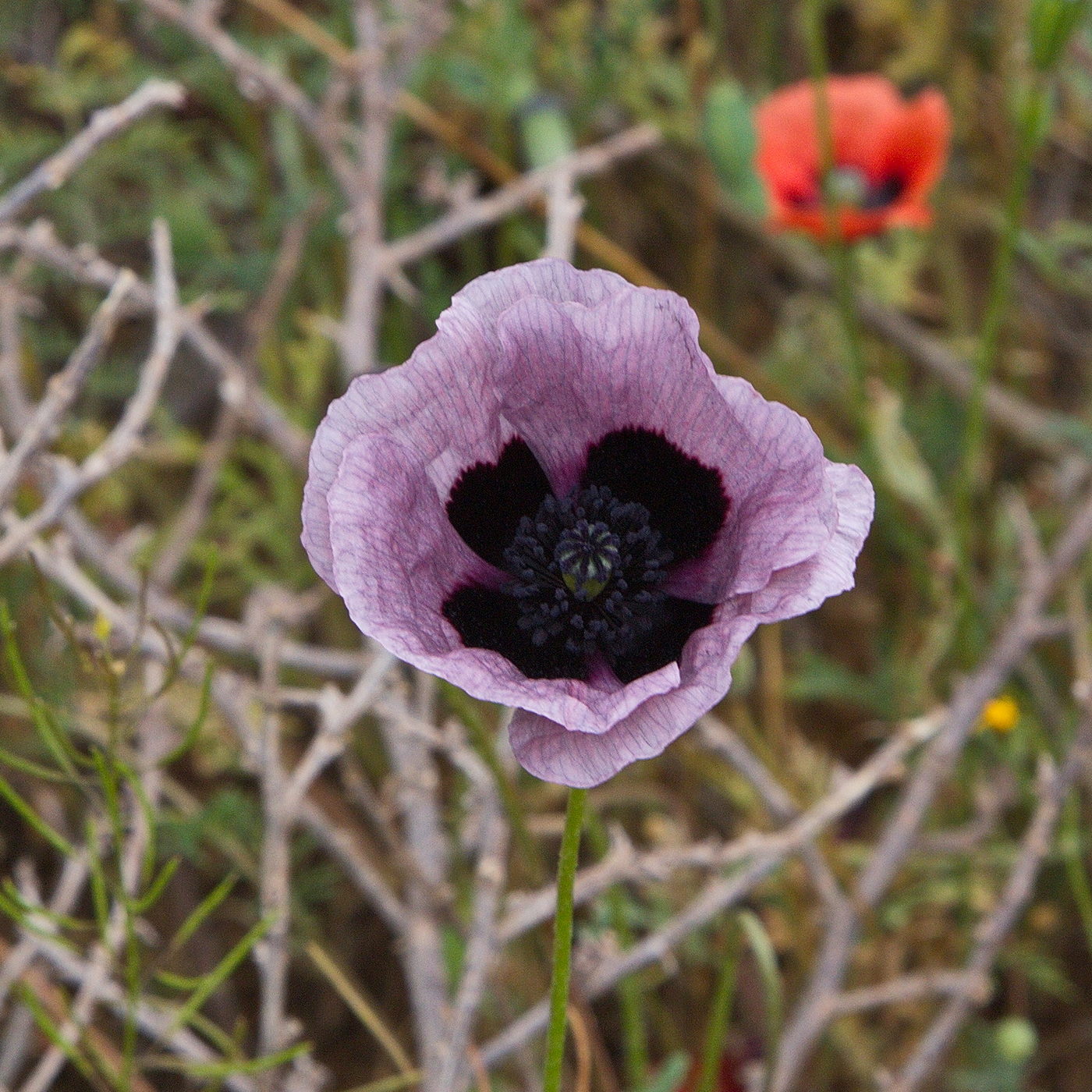 Image of Papaver arenarium specimen.