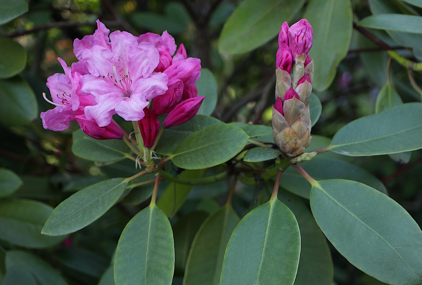 Изображение особи Rhododendron decorum.