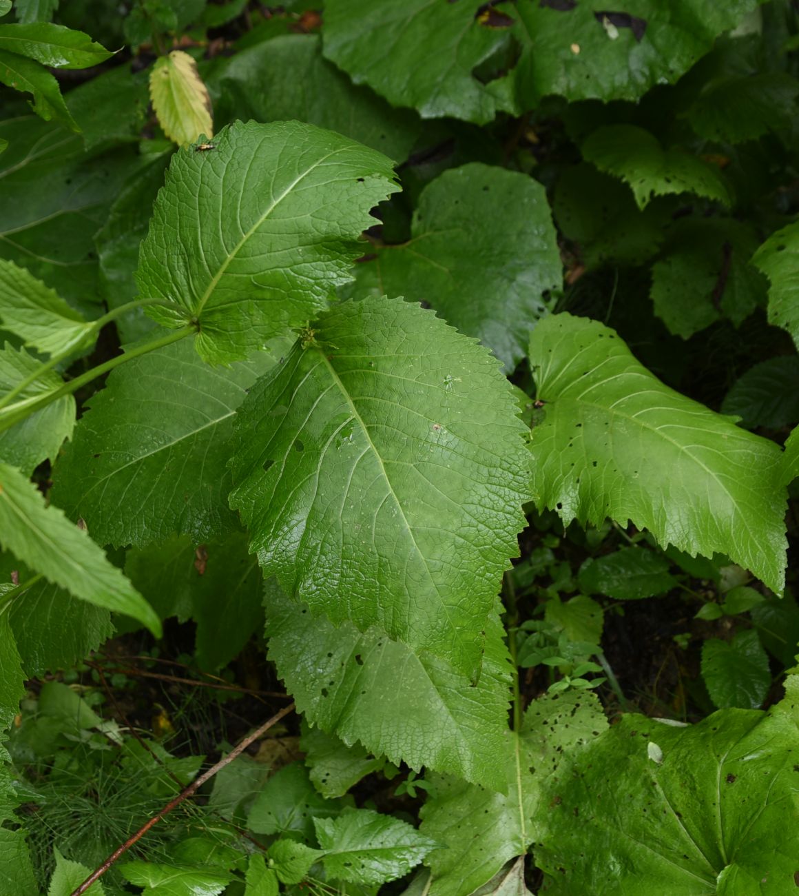 Изображение особи Telekia speciosa.