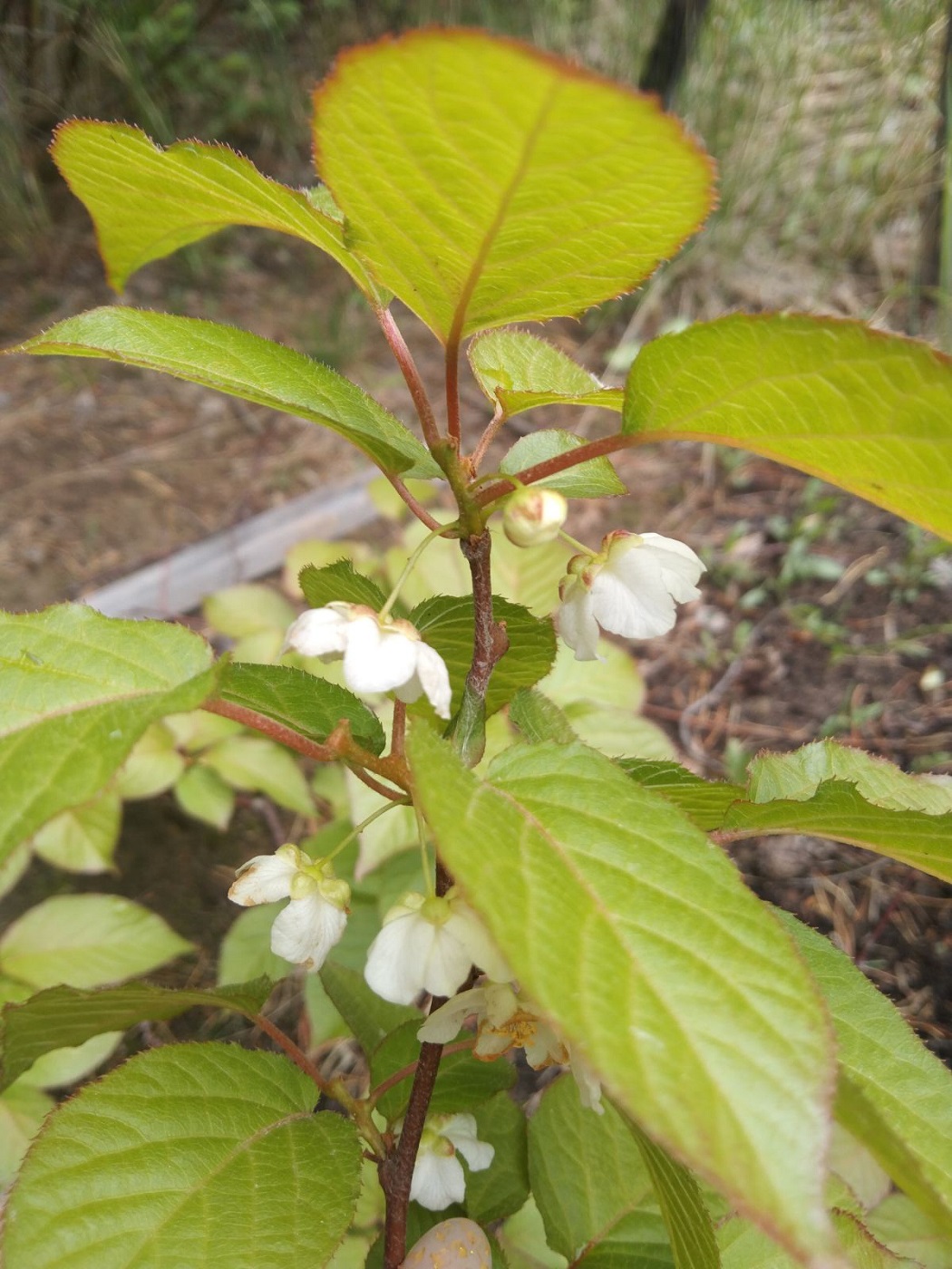 Image of Actinidia kolomikta specimen.