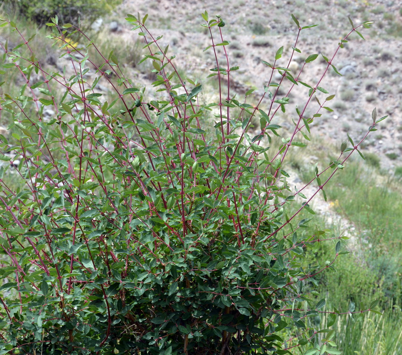 Image of Lonicera stenantha specimen.