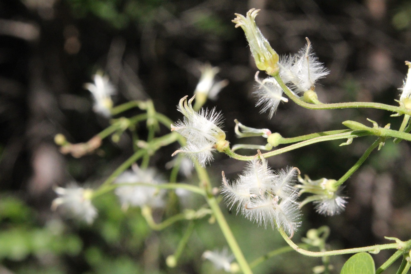 Image of Clematis flammula specimen.