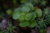 Sedum involucratum