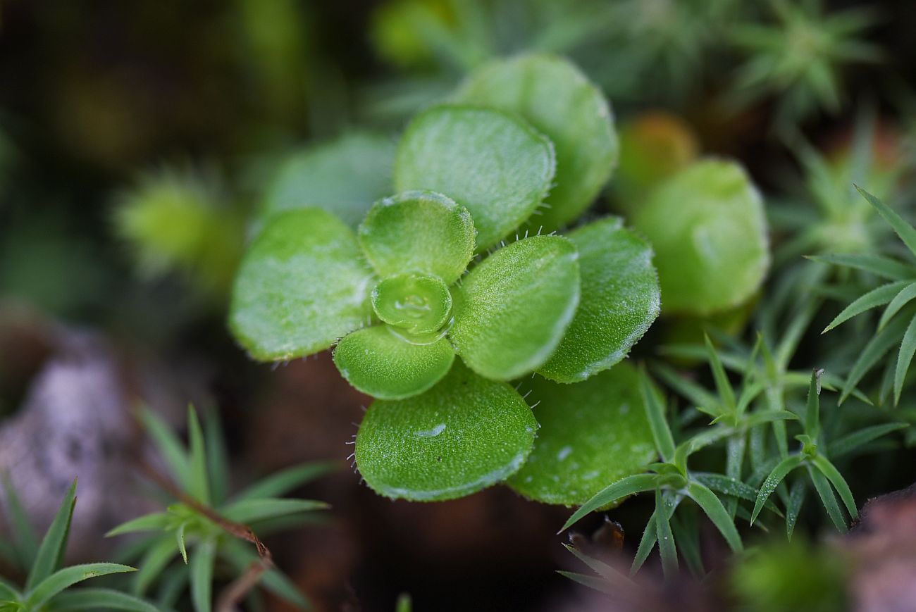 Изображение особи Sedum involucratum.