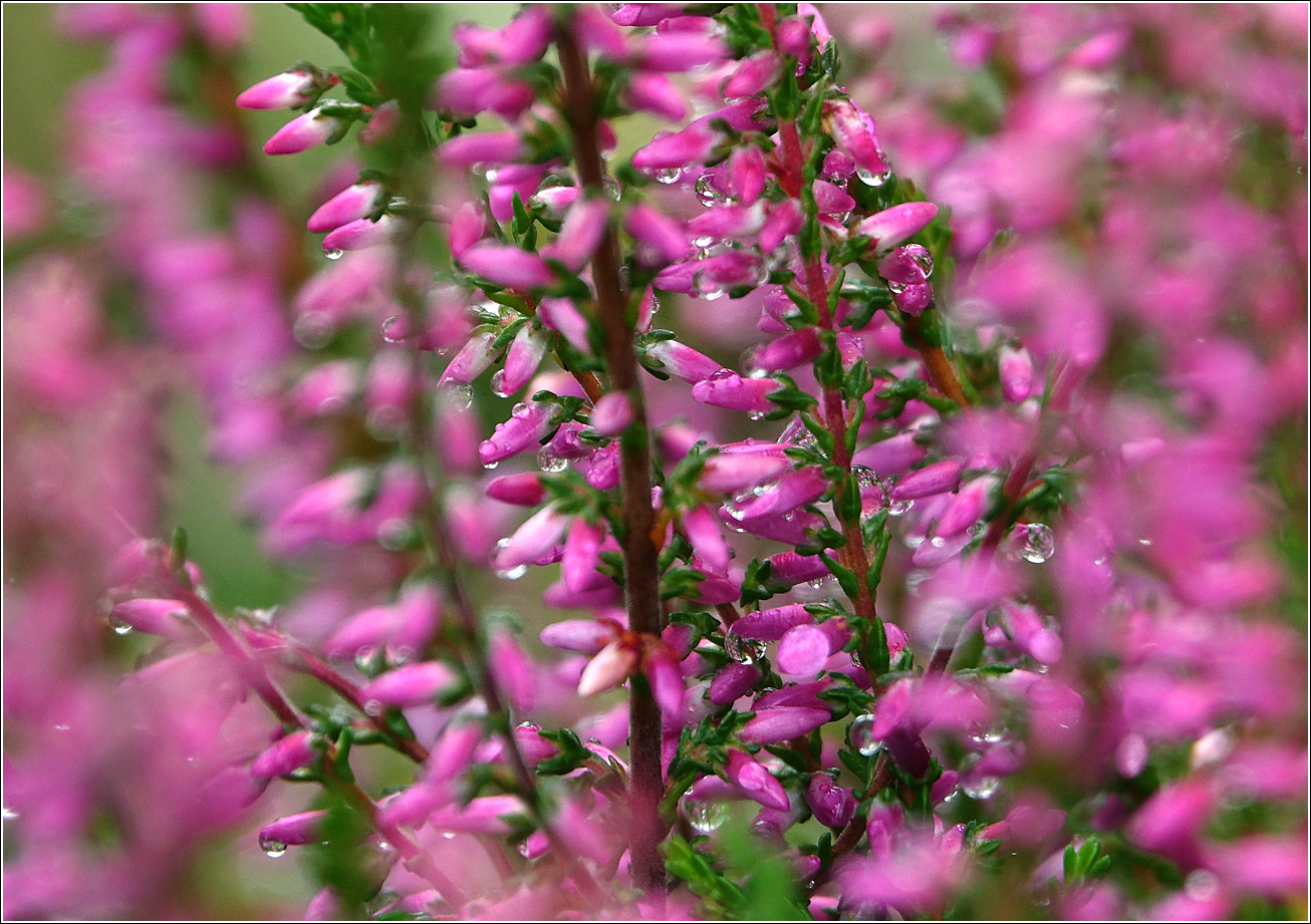 Image of Calluna vulgaris specimen.