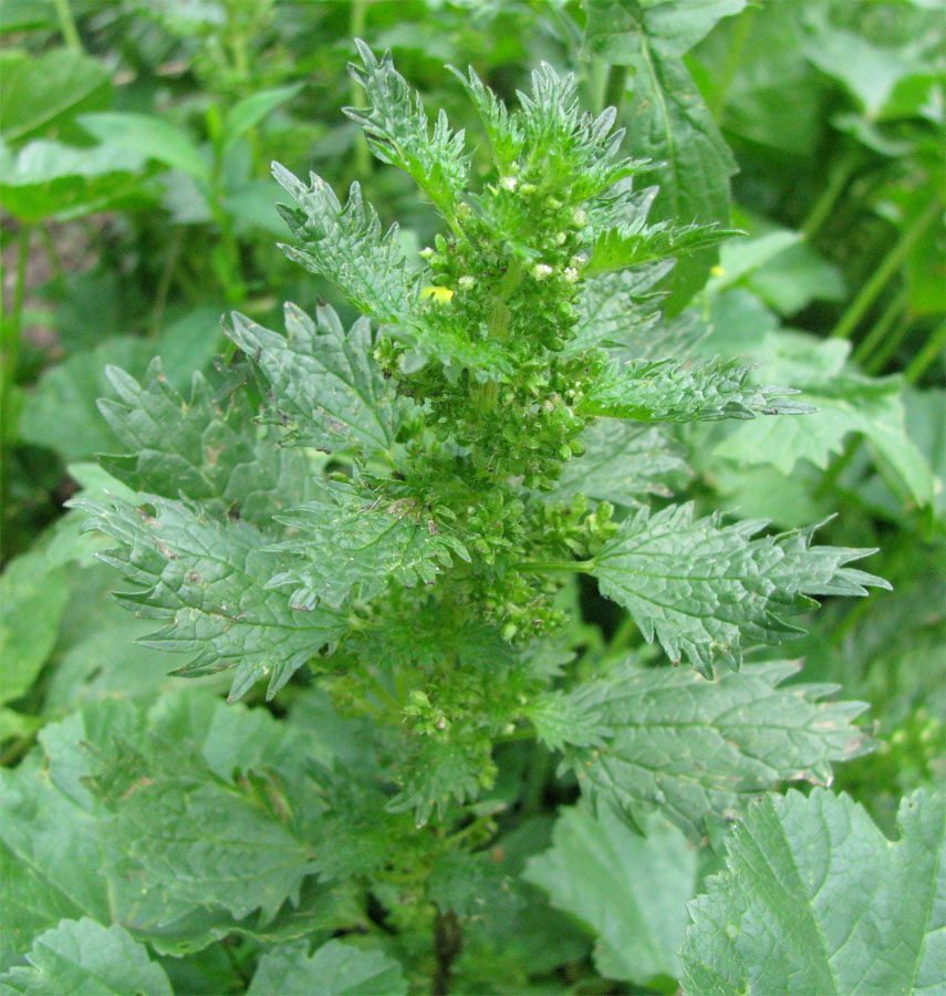 Image of Urtica urens specimen.