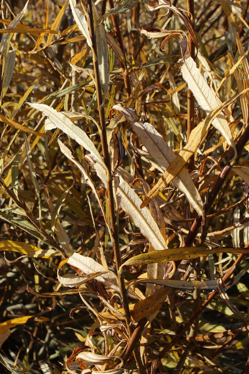 Image of Salix viminalis specimen.