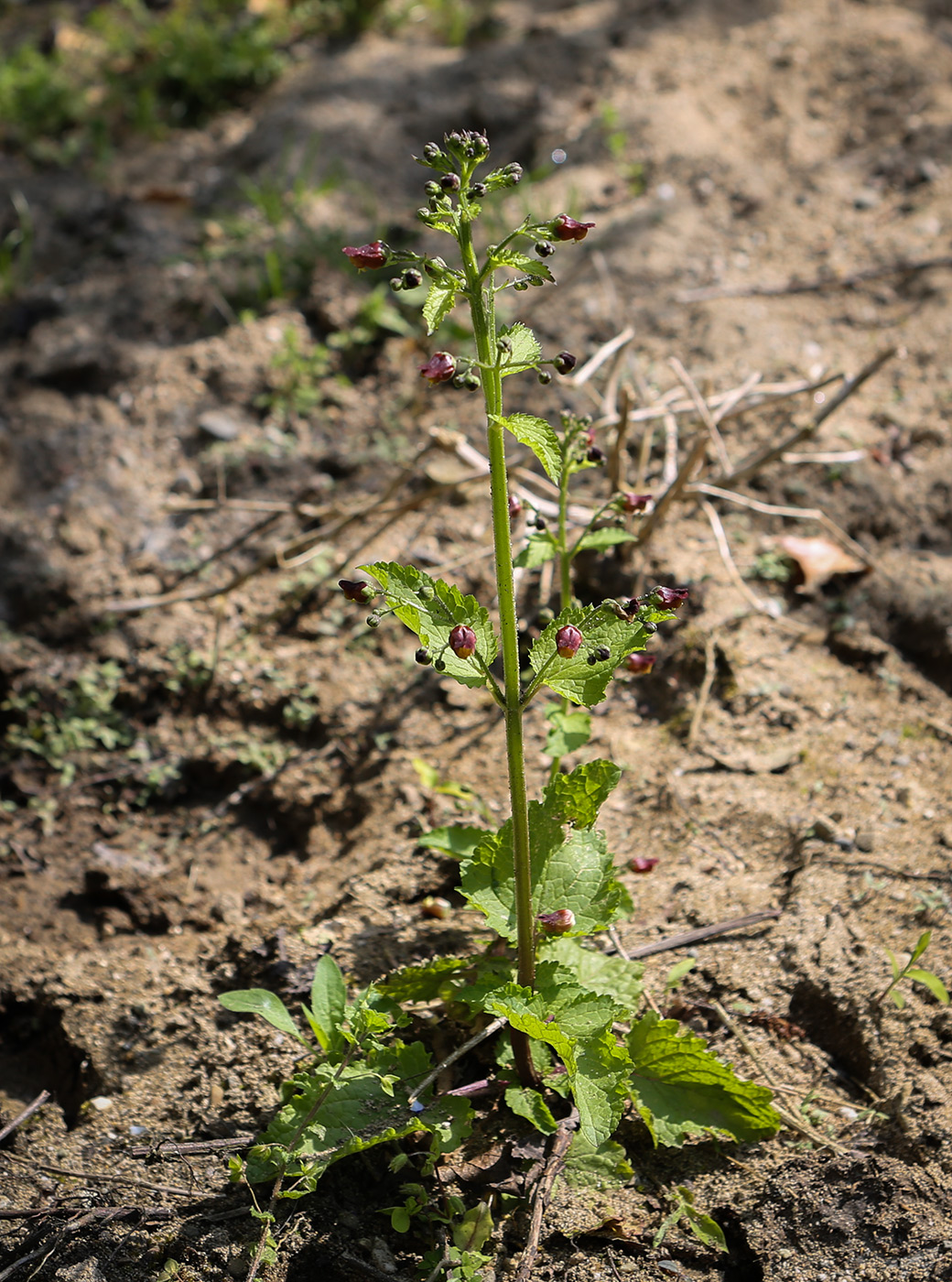 Изображение особи Scrophularia scopolii.