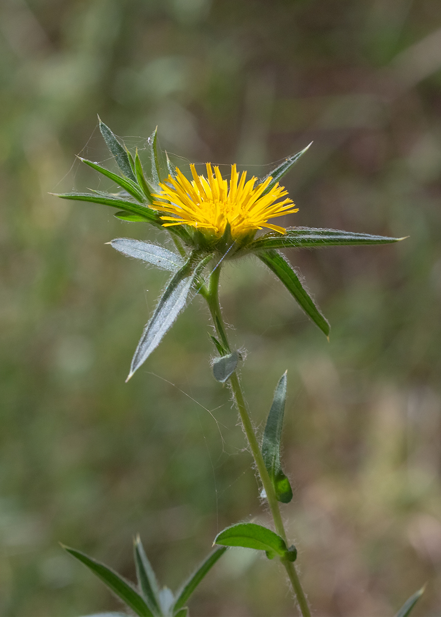 Изображение особи Pallenis spinosa.