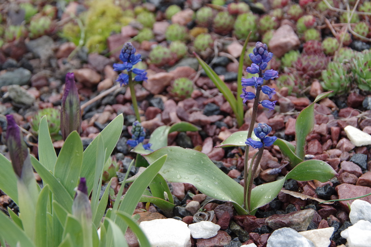 Image of Hyacinthella glabrescens specimen.