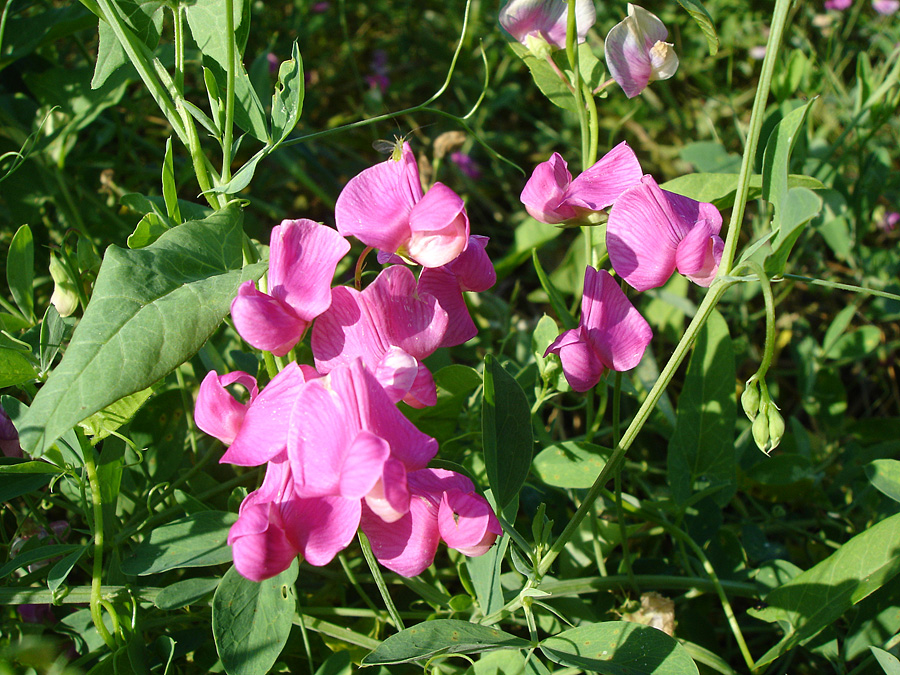 Image of Lathyrus tuberosus specimen.