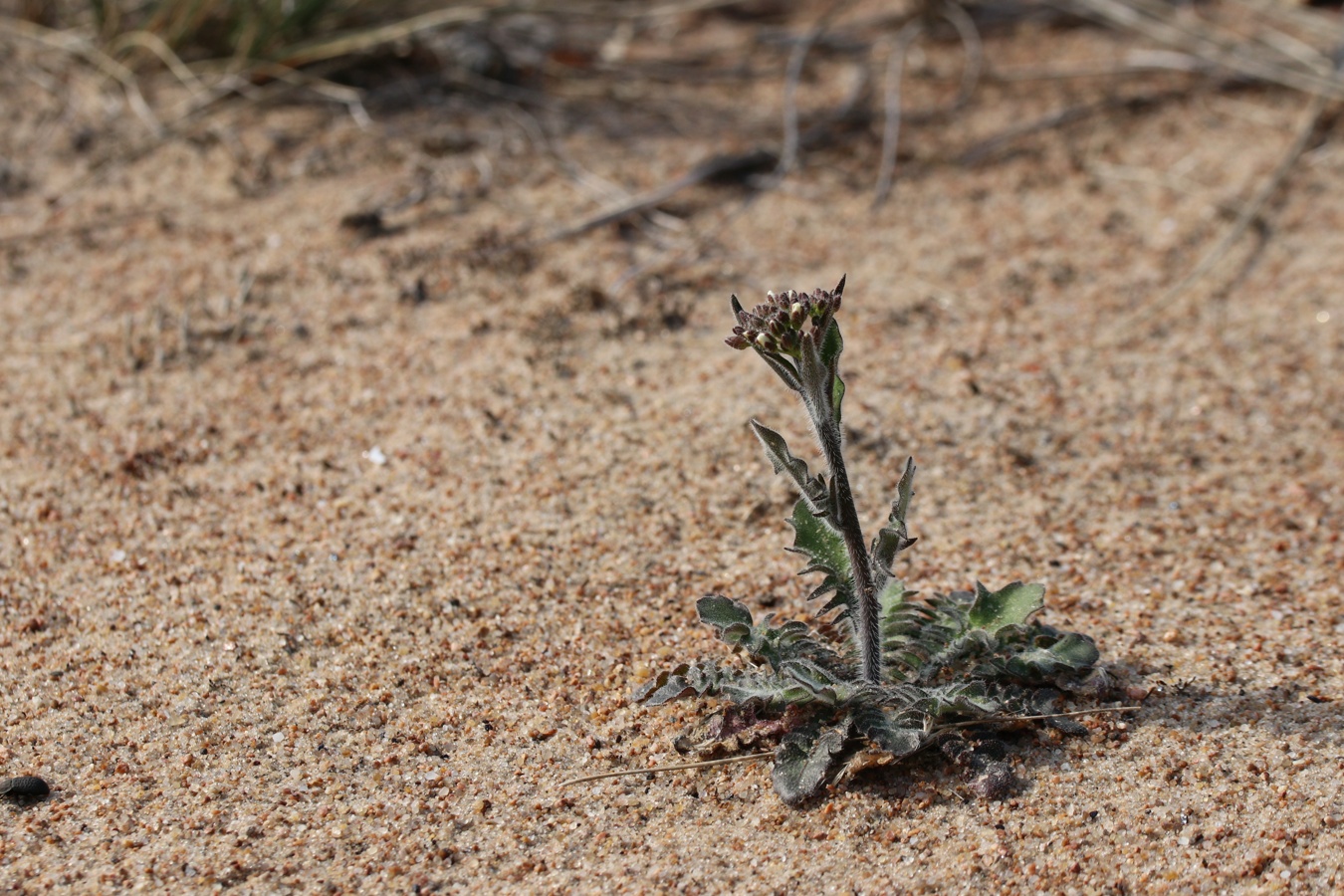 Изображение особи Arabidopsis arenosa.