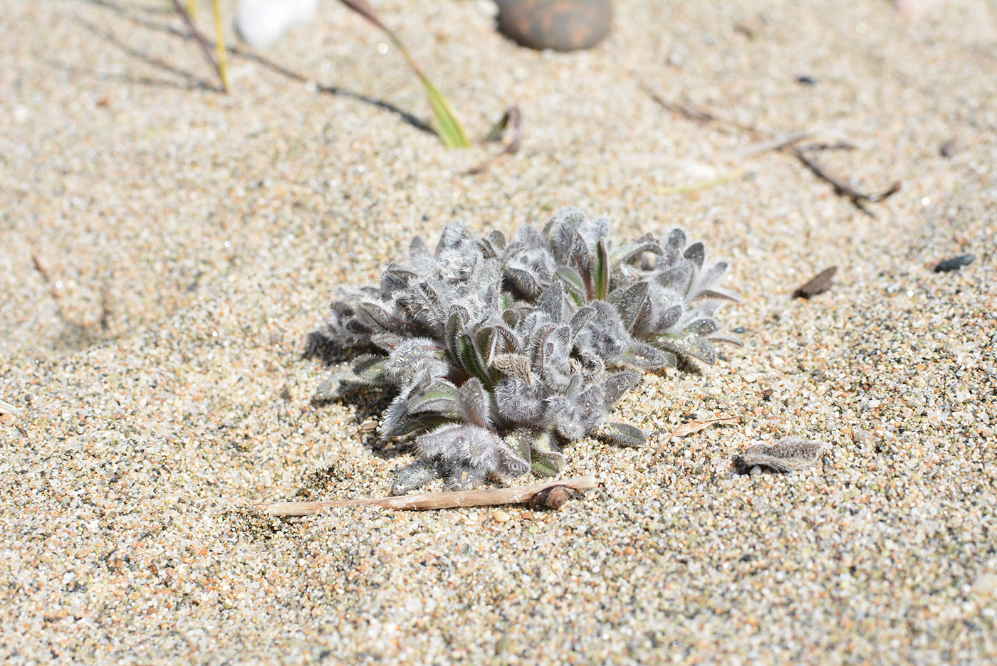 Image of Craniospermum subvillosum specimen.