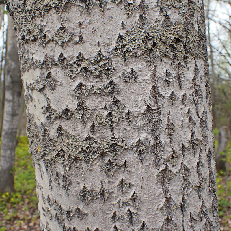 Image of Populus davidiana specimen.