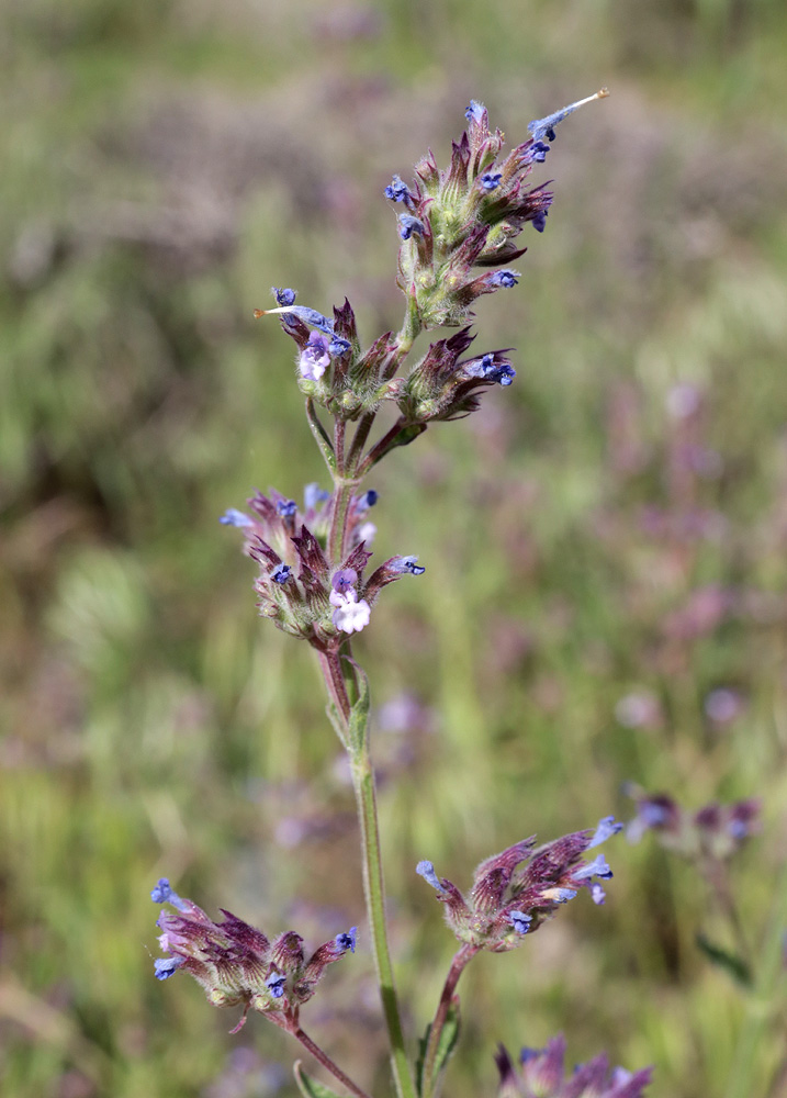 Image of Nepeta micrantha specimen.