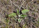 genus Arctium. Вегетирующее (молодое?) растение. ЯНАО, г. Салехард, на газоне. 10.06.2024.