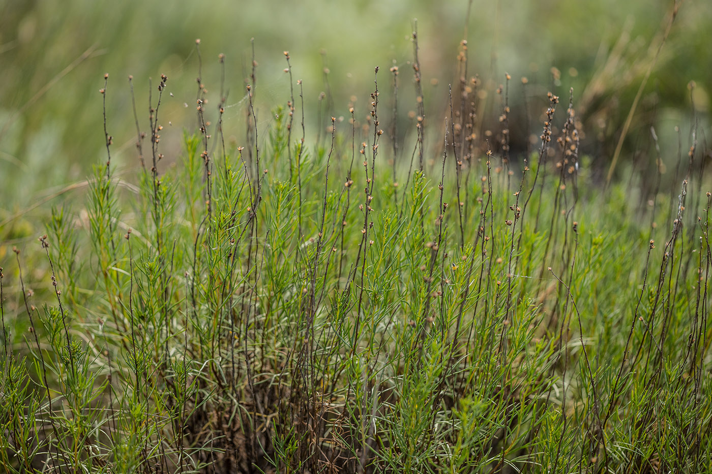 Изображение особи Artemisia salsoloides.