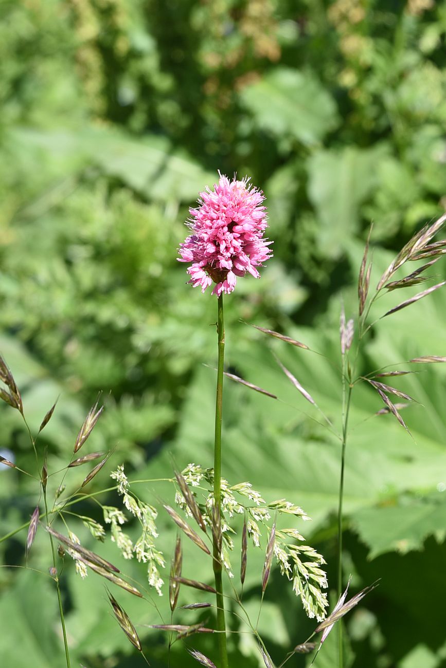 Изображение особи Bistorta carnea.