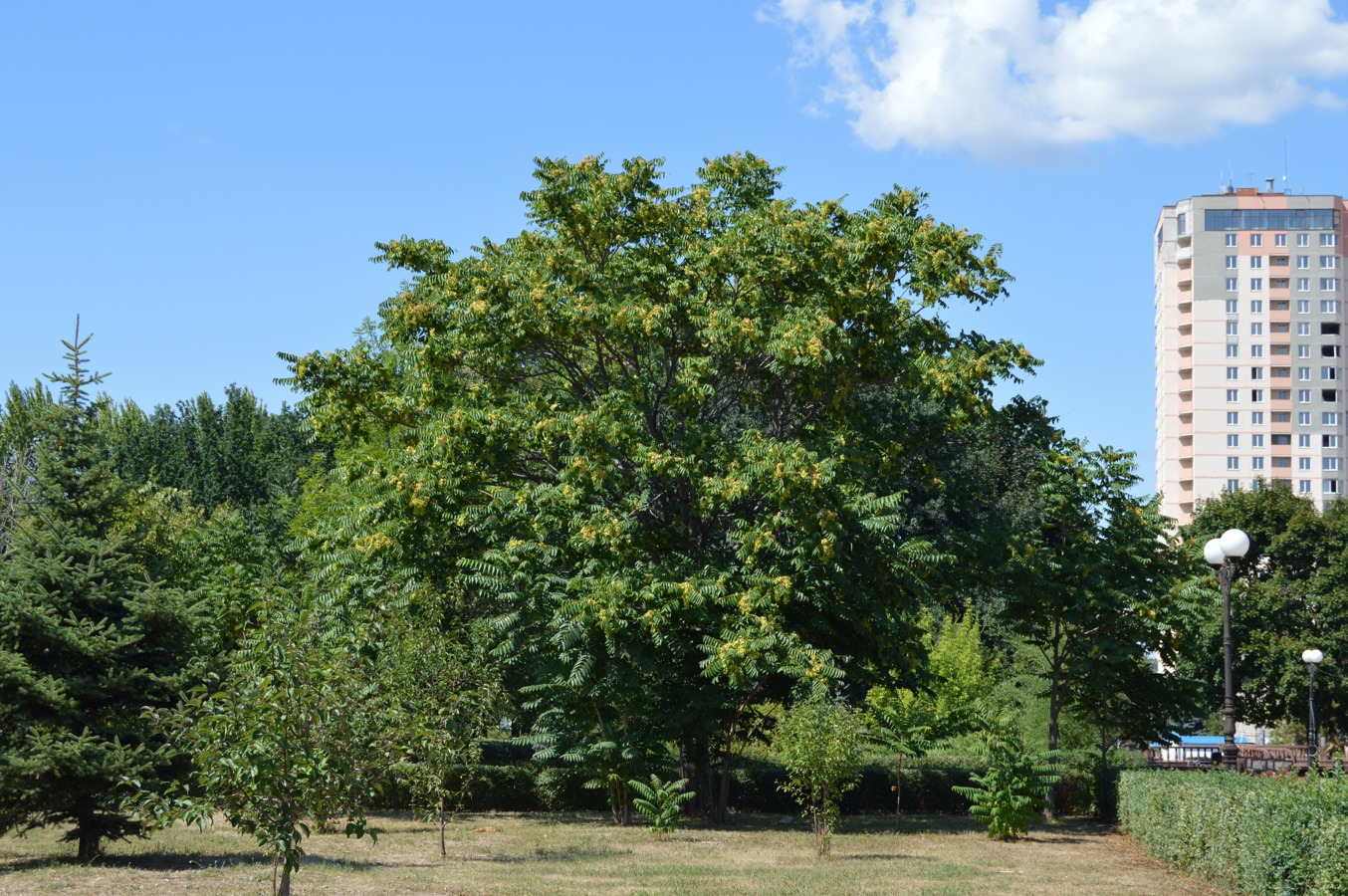 Изображение особи Ailanthus altissima.