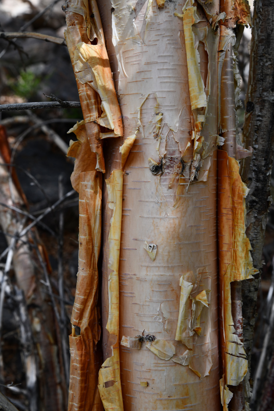 Изображение особи Betula pamirica.