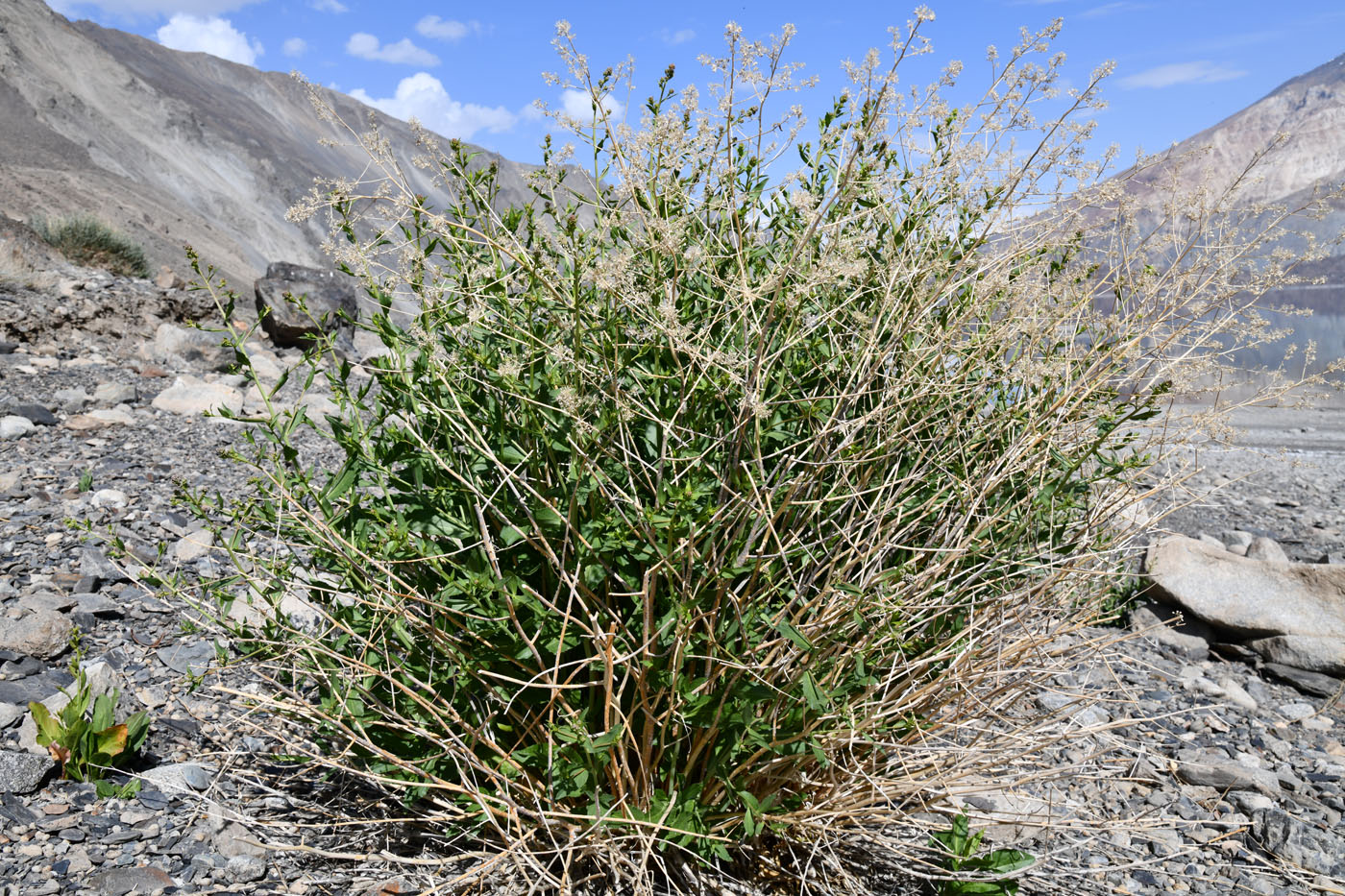 Изображение особи Lepidium latifolium.