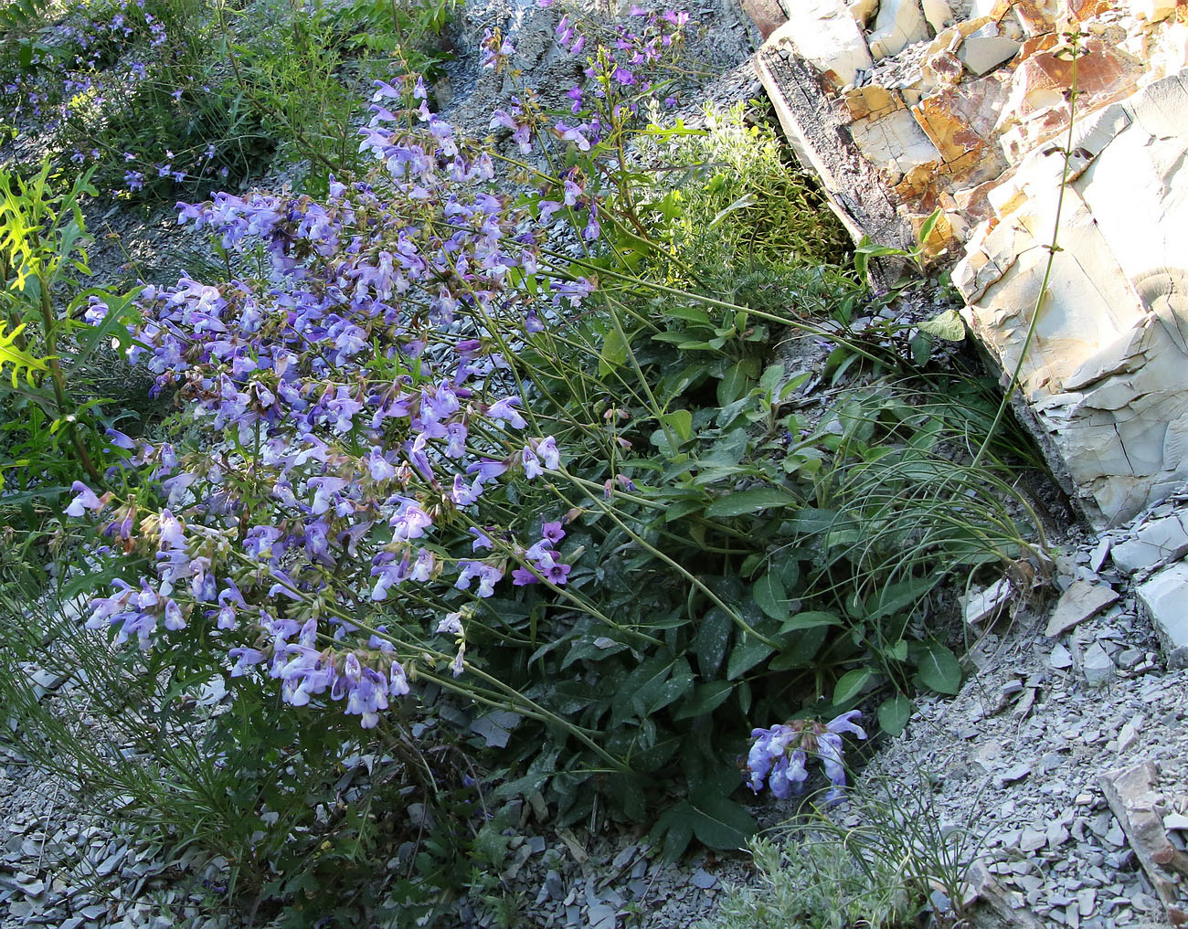 Image of Salvia ringens specimen.