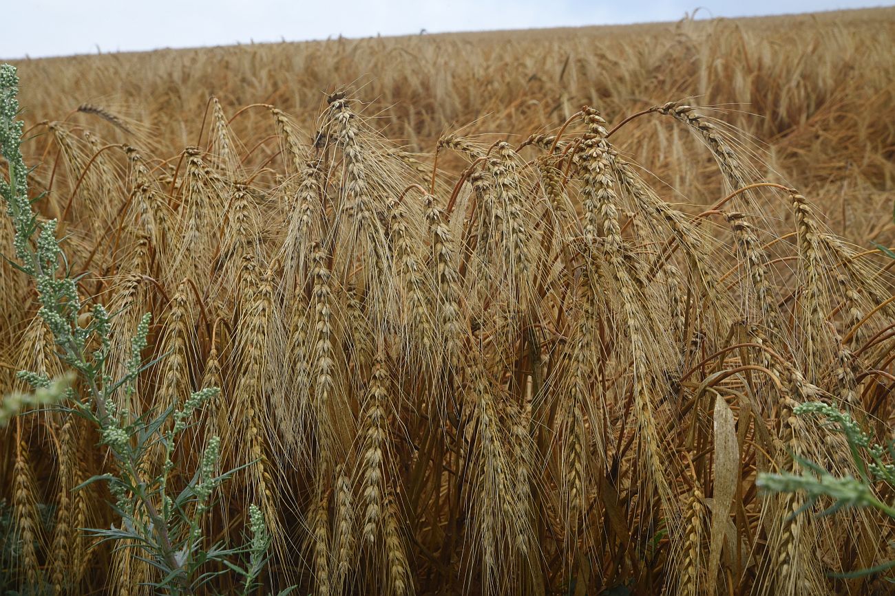 Изображение особи семейство Poaceae.