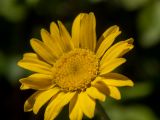 Anthemis monantha