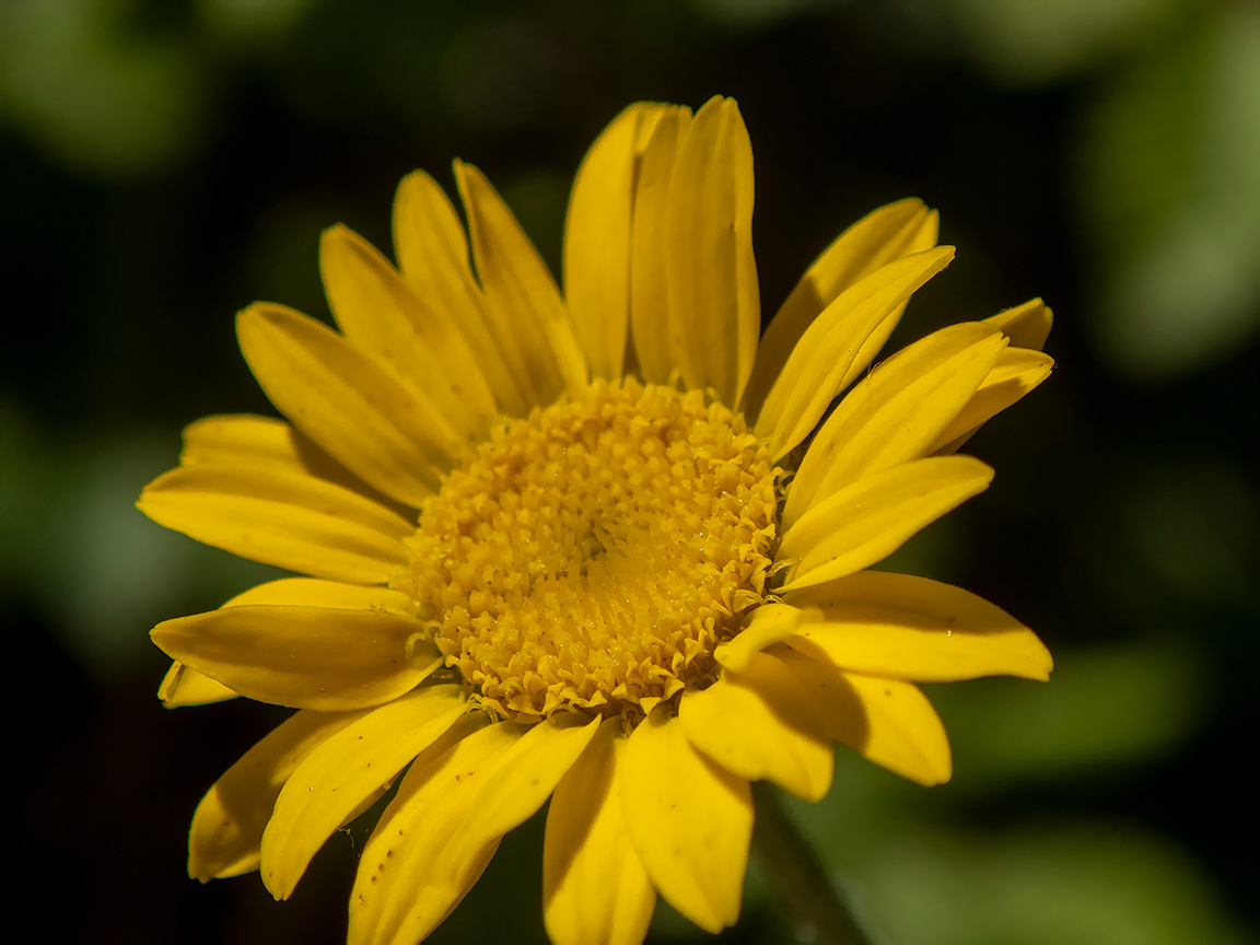 Изображение особи Anthemis monantha.