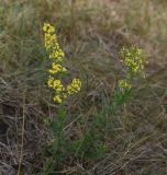 Galium verum