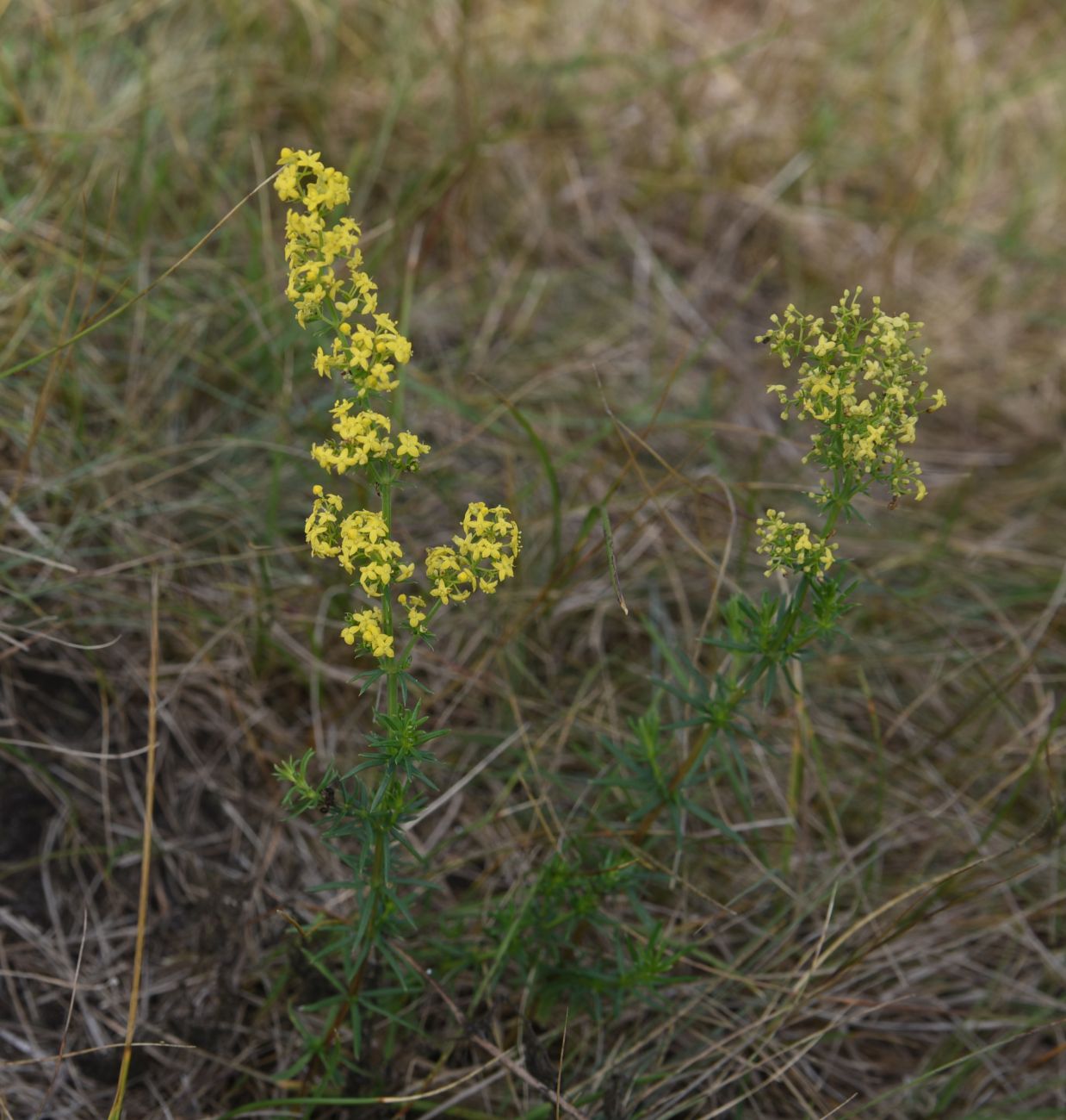 Изображение особи Galium verum.