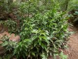 Ruscus hypoglossum