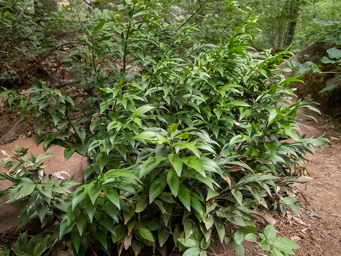 Изображение особи Ruscus hypoglossum.