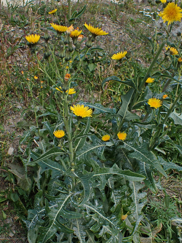 Image of Sonchus arvensis specimen.