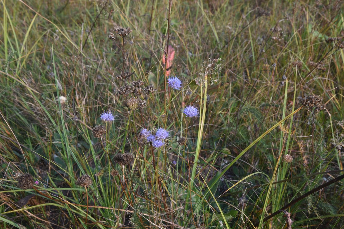 Image of Jasione montana specimen.