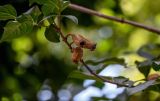 Calycanthus floridus. Часть ветви с раскрывшимися плодами. Китай, провинция Шэньси, г. Сиань, в культуре. 11.06.2024.