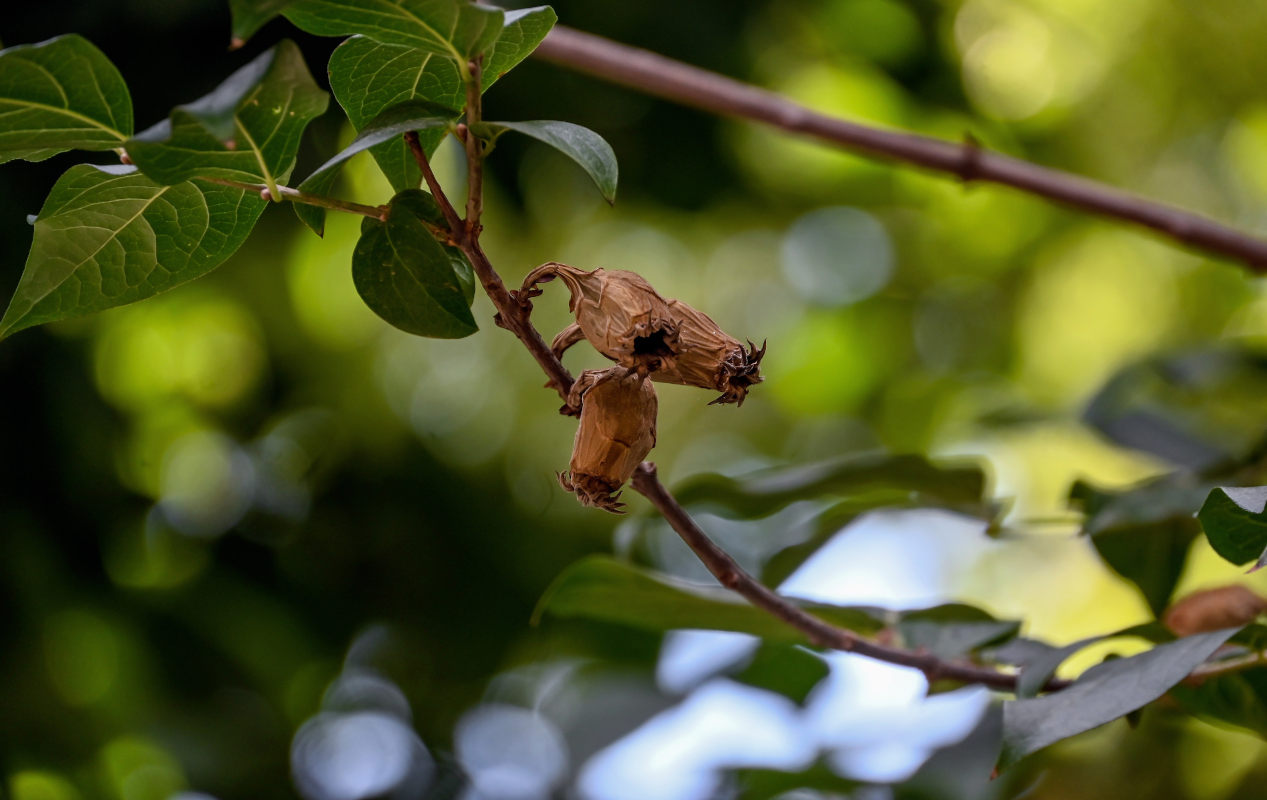 Image of Calycanthus floridus specimen.