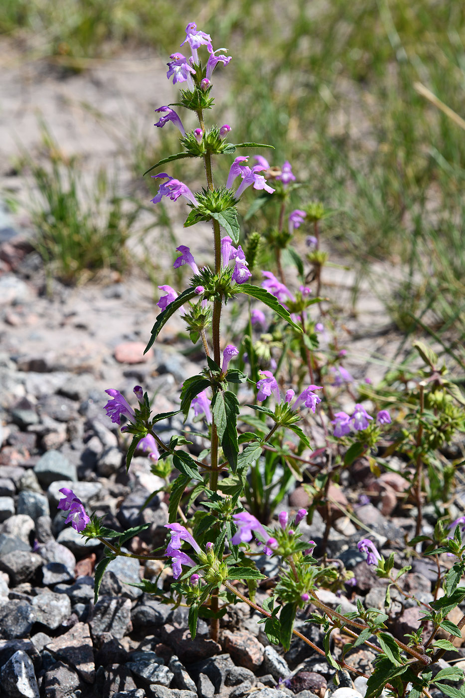 Изображение особи Galeopsis ladanum.